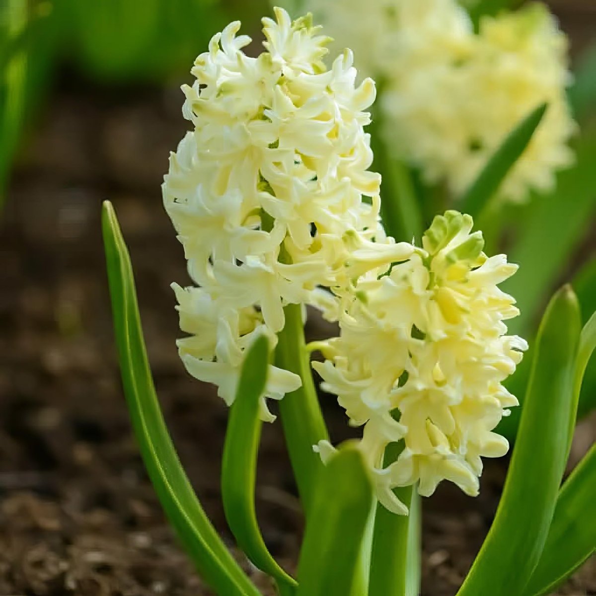 Hyacinth 'City of Haarlem' - Harding & Bloom