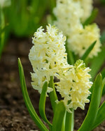 Hyacinth 'City of Haarlem' - Harding & Bloom