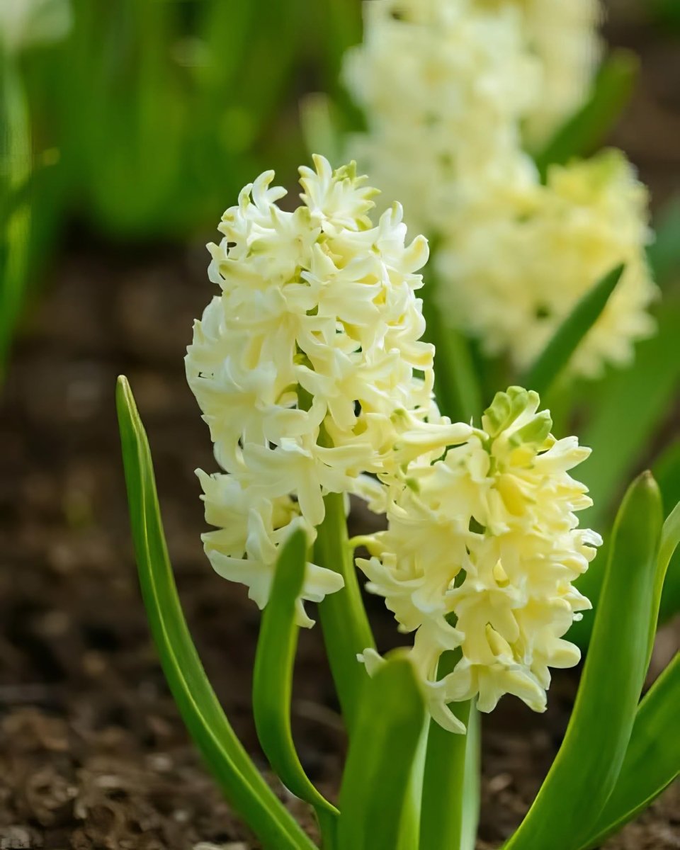 Hyacinth 'City of Haarlem' - Harding & Bloom