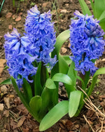 Hyacinth 'Delft Blue' - Harding & Bloom