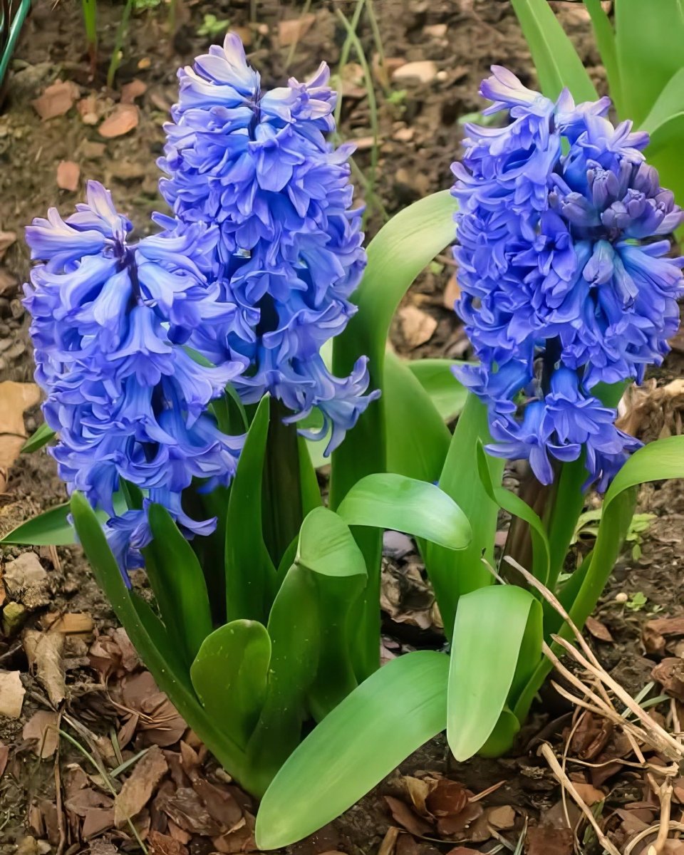 Hyacinth 'Delft Blue' - Harding & Bloom