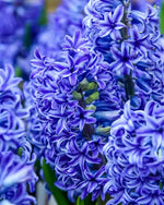 Hyacinth 'Delft Blue' - Harding & Bloom