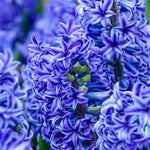 Hyacinth 'Delft Blue' - Harding & Bloom
