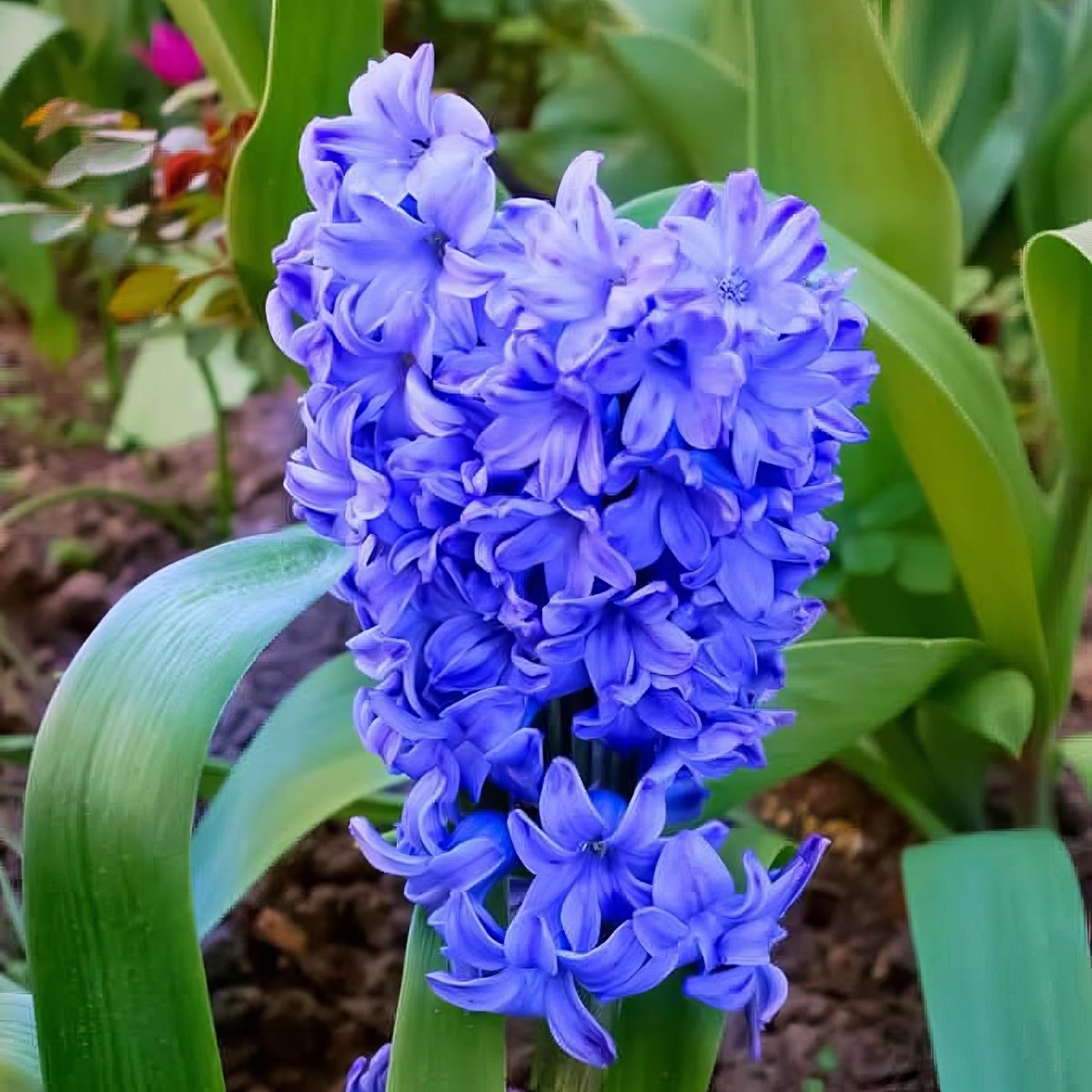 Hyacinth 'Delft Blue' - Harding & Bloom