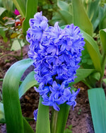 Hyacinth 'Delft Blue' - Harding & Bloom