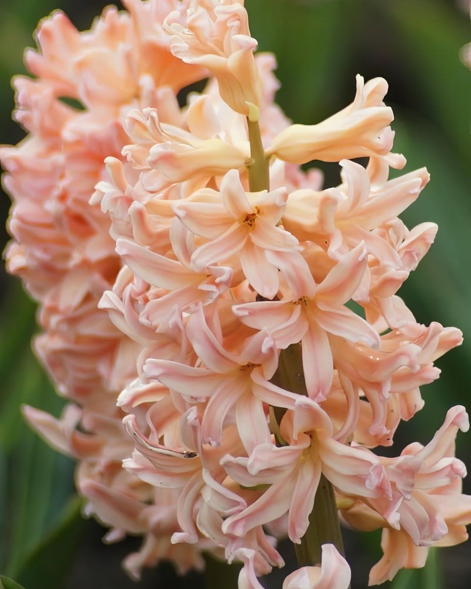 Hyacinth 'Gipsy Queen' - Harding & Bloom