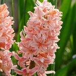 Hyacinth 'Gipsy Queen' - Harding & Bloom