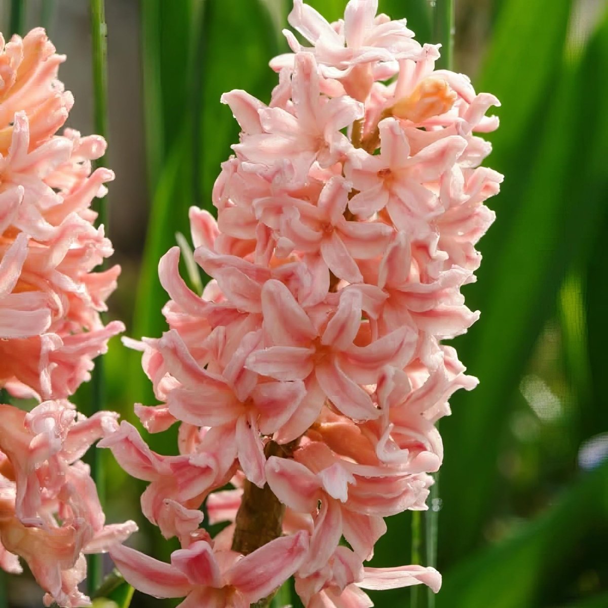 Hyacinth 'Gipsy Queen' - Harding & Bloom