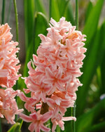 Hyacinth 'Gipsy Queen' - Harding & Bloom