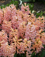 Hyacinth 'Gipsy Queen' - Harding & Bloom