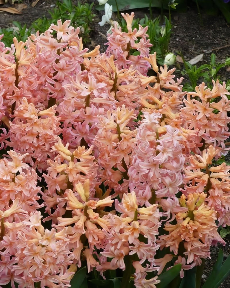 Hyacinth 'Gipsy Queen' - Harding & Bloom