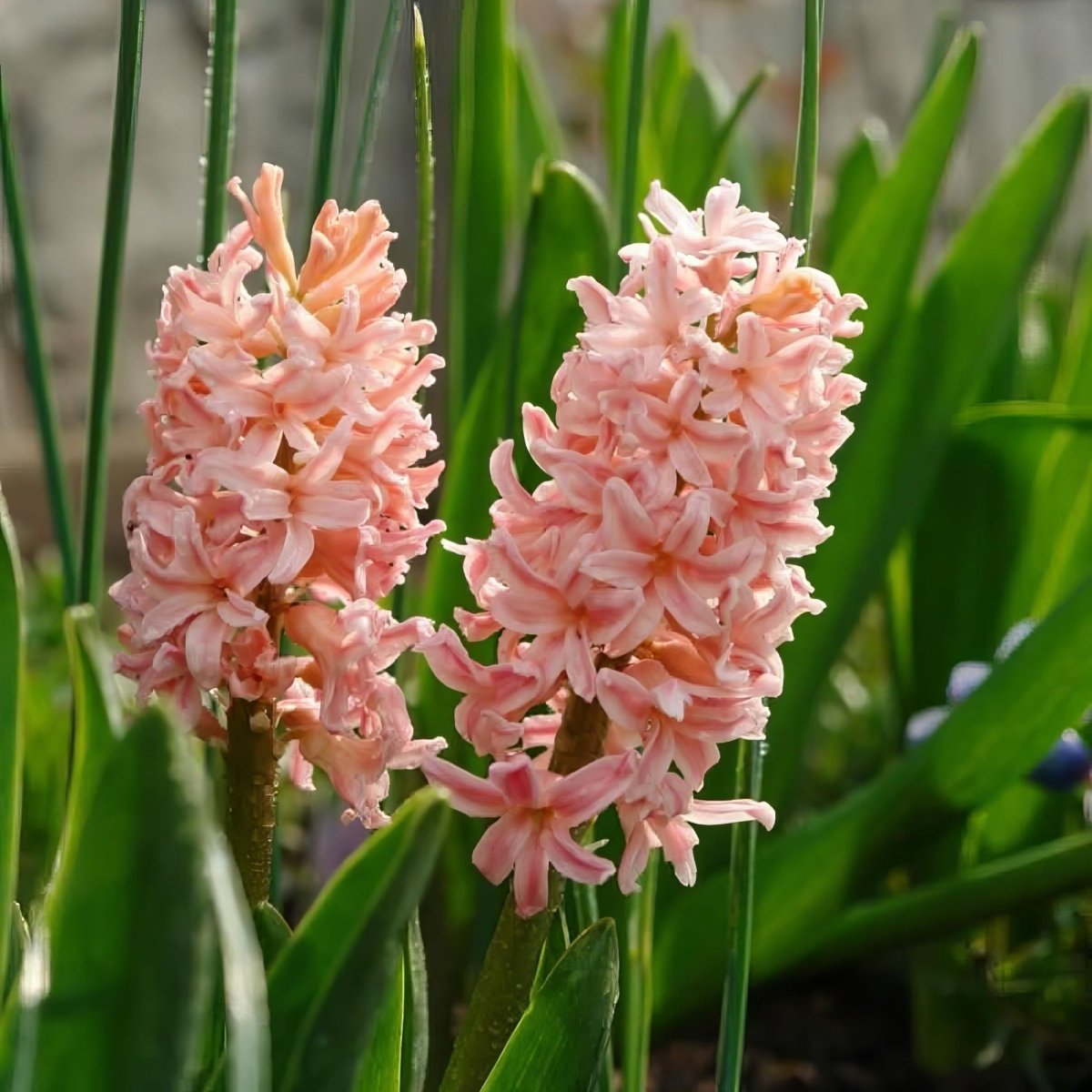 Hyacinth 'Gipsy Queen' - Harding & Bloom