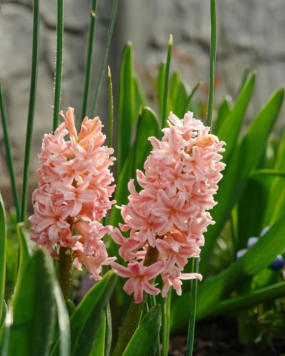 Hyacinth 'Gipsy Queen' - Harding & Bloom