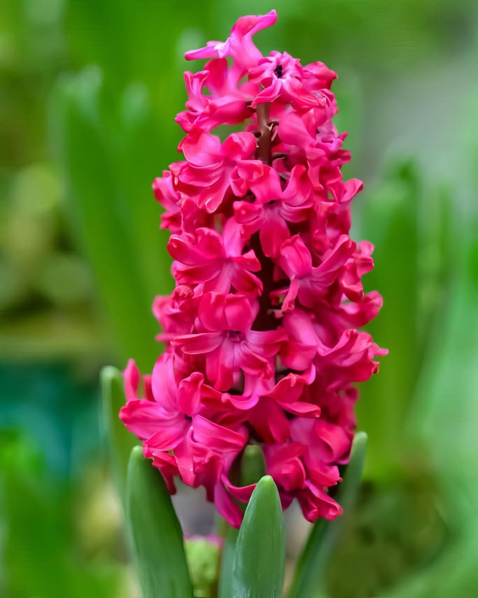 Hyacinth 'Jan Bos'
