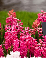 Hyacinth 'Jan Bos' - Harding & Bloom