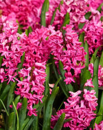 Hyacinth 'Jan Bos' - Harding & Bloom