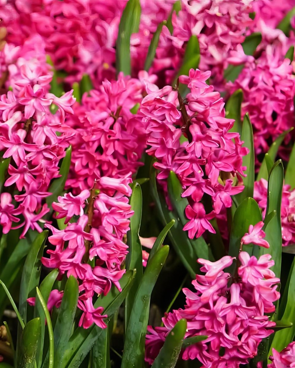 Hyacinth 'Jan Bos' - Harding & Bloom