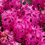 Hyacinth 'Jan Bos' - Harding & Bloom
