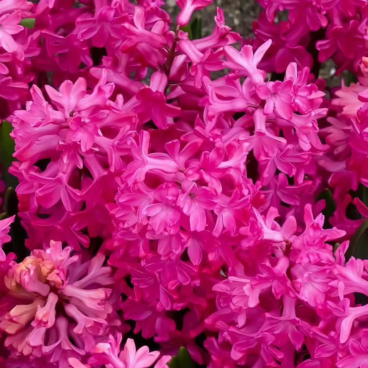 Hyacinth 'Jan Bos' - Harding & Bloom