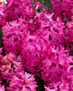 Hyacinth 'Jan Bos' - Harding & Bloom