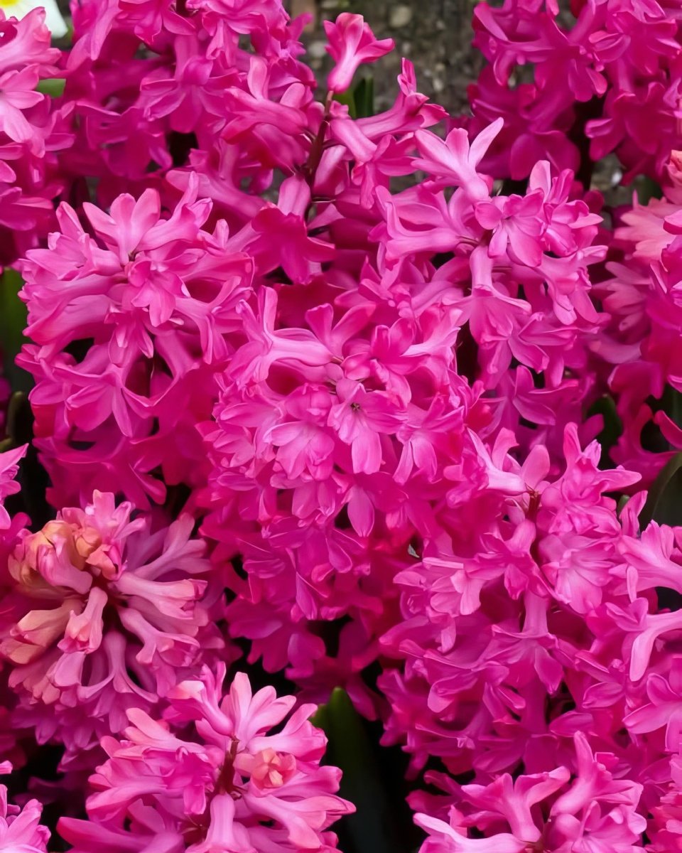 Hyacinth 'Jan Bos' - Harding & Bloom