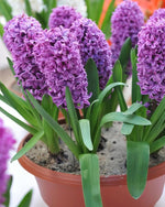 Hyacinth 'Miss Saigon' - Harding & Bloom