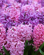 Hyacinth 'Miss Saigon' - Harding & Bloom
