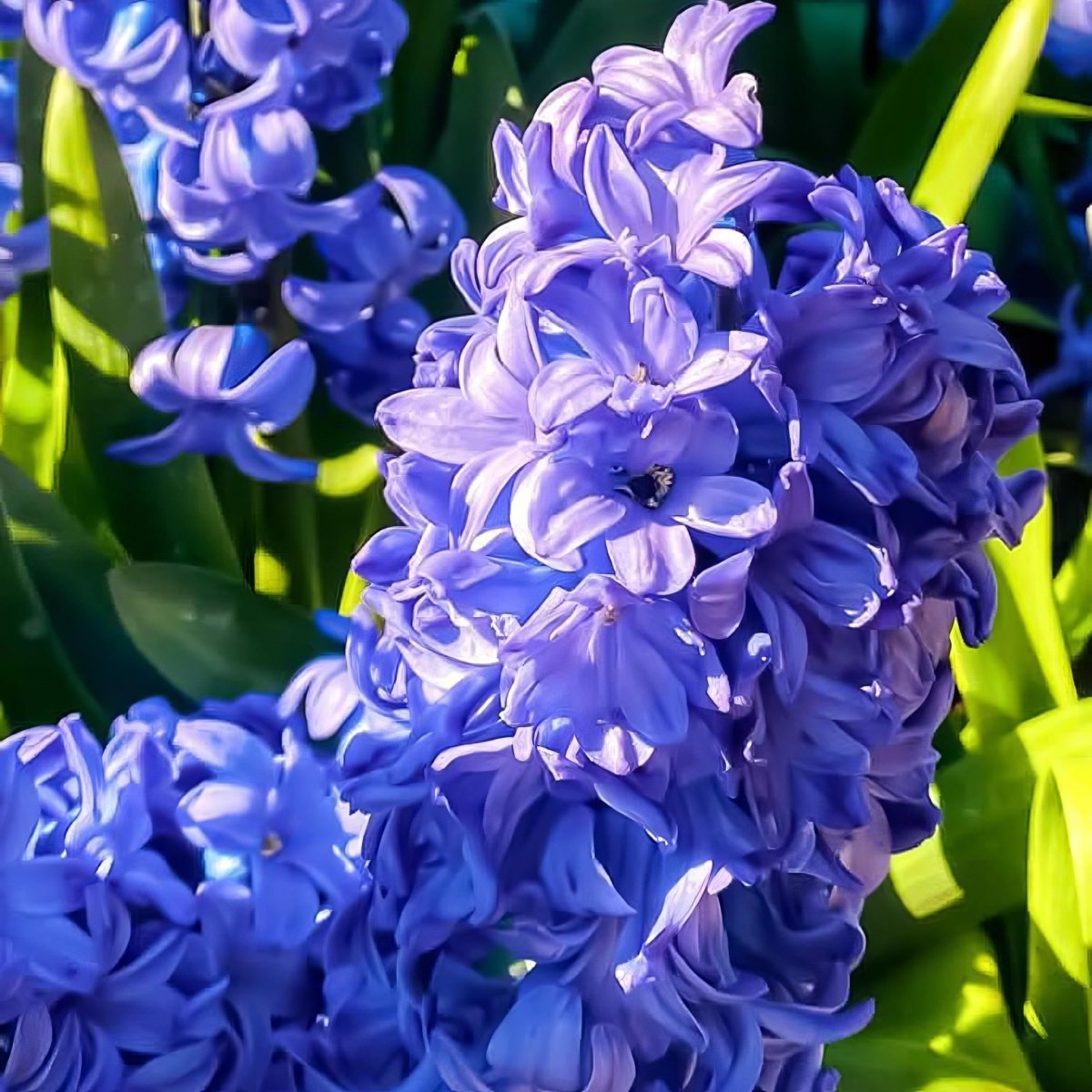 Hyacinth 'Peter Stuyvesant'