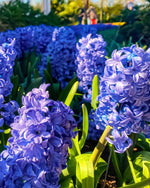 Hyacinth 'Peter Stuyvesant' - Harding & Bloom