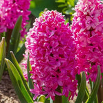 Hyacinth 'Pink Pearl' - Harding & Bloom