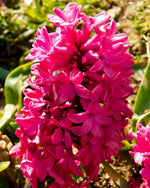 Hyacinth 'Pink Pearl' - Harding & Bloom