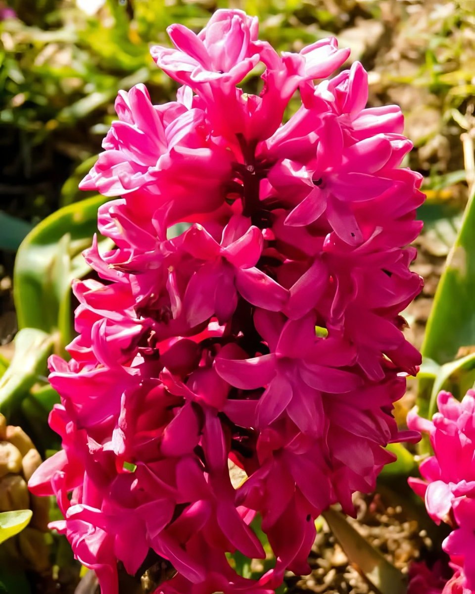 Hyacinth 'Pink Pearl' - Harding & Bloom