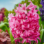 Hyacinth 'Pink Pearl' - Harding & Bloom