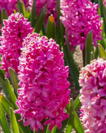 Hyacinth 'Pink Pearl' - Harding & Bloom