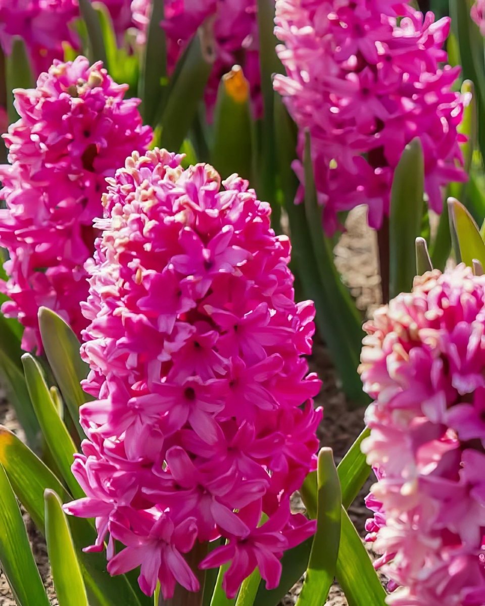 Hyacinth 'Pink Pearl' - Harding & Bloom