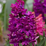 Hyacinth 'Woodstock' - Harding & Bloom