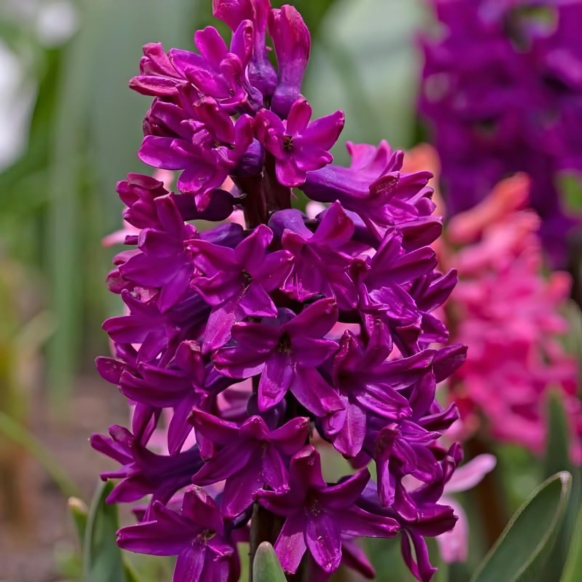 Hyacinth 'Woodstock' - Harding & Bloom