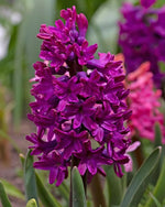 Hyacinth 'Woodstock' - Harding & Bloom