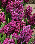 Hyacinth 'Woodstock' - Harding & Bloom