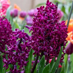 Hyacinth 'Woodstock' - Harding & Bloom