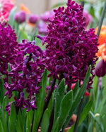 Hyacinth 'Woodstock' - Harding & Bloom