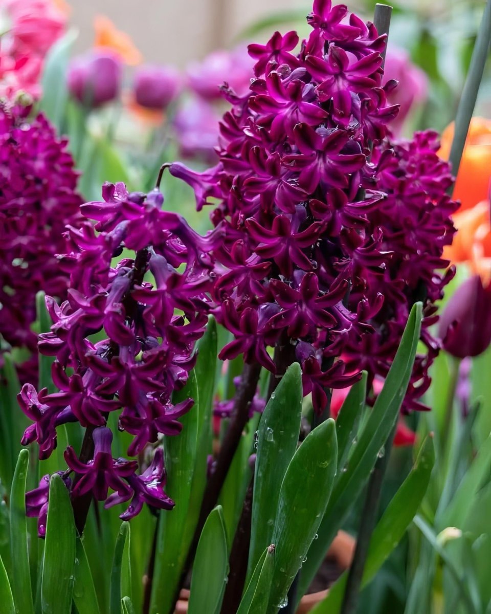 Hyacinth 'Woodstock' - Harding & Bloom