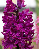Hyacinth 'Woodstock' - Harding & Bloom