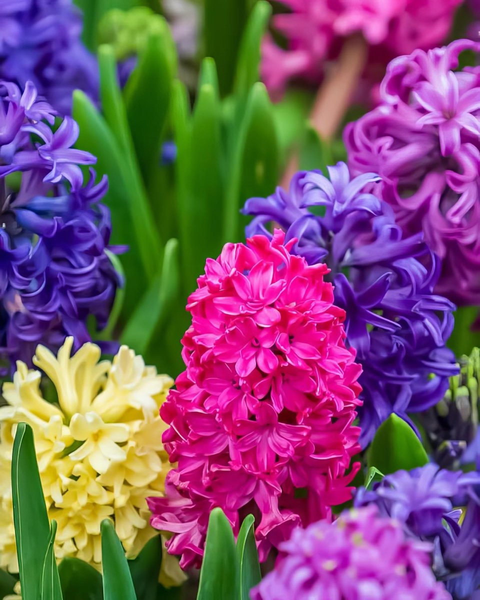 Hyacinth 'Mixed Colours'