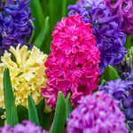 Hyacinth 'Mixed Colours' - Harding & Bloom