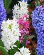 Hyacinth 'Mixed Colours' - Harding & Bloom