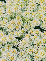Iberis 'Snowflake' - Harding & Bloom