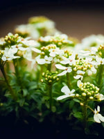 Iberis 'Snowflake' - Harding & Bloom