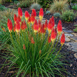 Kniphofia 'Red Rocket' (Red hot poker) – flower bulbs, product photo 5 (Harding & Bloom)