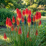 Kniphofia 'Red Rocket' (Red hot poker) – flower bulbs, product photo 4 (Harding & Bloom)